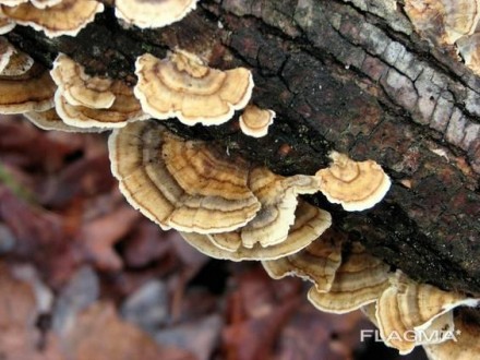 Зерновий міцелій грибов Траметес
Фасування по 1 кг.
Видовкова назва культури Tra. . фото 2