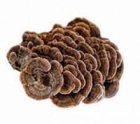 Зерновий міцелій грибов Траметес
Фасування по 1 кг.
Видовкова назва культури Tra. . фото 4
