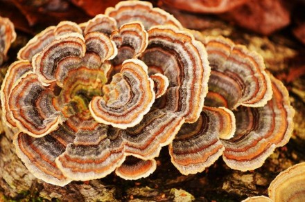 Зерновий міцелій грибов Траметес
Фасування по 1 кг.
Видовкова назва культури Tra. . фото 5