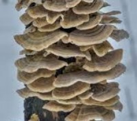 Зерновой мицелий грибов Траметес
Фасовка по 1кг.
Видовое название культуры Trame. . фото 6