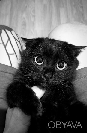 Шукаю нових господарів для чарівної кішечки на ім'я Мія в зв'язку з переїздом в . . фото 1