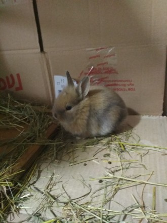 Продам декоративні карликові міні кролики, 1 місяць,їдять самі.300 грн кролик.Кр. . фото 5