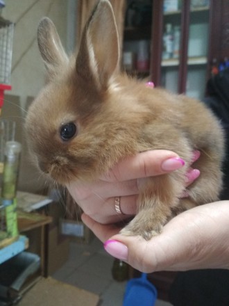 Продам декоративні карликові міні кролики, 1 місяць,їдять самі.300 грн кролик.Кр. . фото 3