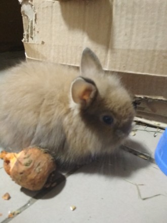 Продам декоративні карликові міні кролики, 1 місяць,їдять самі.300 грн кролик.Кр. . фото 4