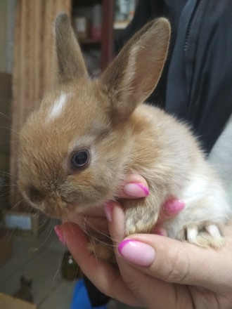 Продам декоративні карликові міні кролики, 1 місяць,їдять самі.300 грн кролик.Кр. . фото 2