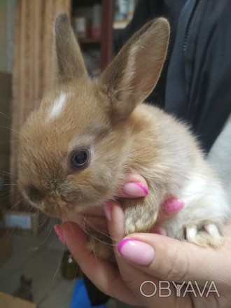 Продам декоративні карликові міні кролики, 1 місяць,їдять самі.300 грн кролик.Кр. . фото 1