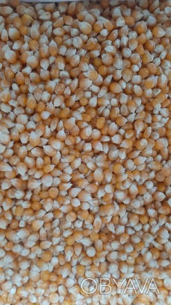 Виробник пропонує на продаж зерно кукурудзи попкорн американських гібридів. 
Чи. . фото 1