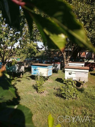 Продам бджолопакети з власної пасіки, порода Українська степова.
Комплектуємо 4. . фото 1