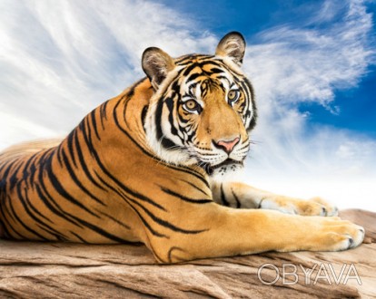 ![CDATA[Набір для творчості алмазна картина Сибірський тигр Strateg розміром 40х. . фото 1