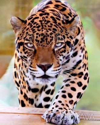 ![CDATA[Набір для творчості алмазна картина Суворий леопард Strateg розміром 40х. . фото 1