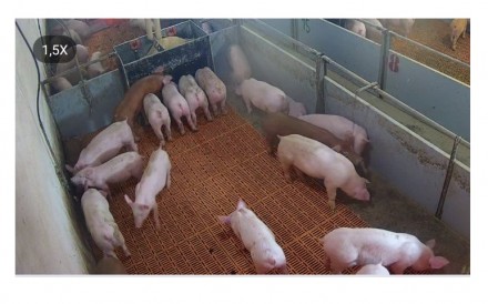 Свинокомплекс пропонує на продаж свиней м'ясної породи (трьохпорідні йоркши. . фото 2