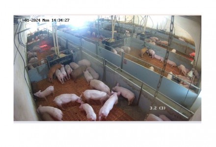 Свинокомплекс пропонує на продаж свиней м'ясної породи (трьохпорідні йоркши. . фото 3
