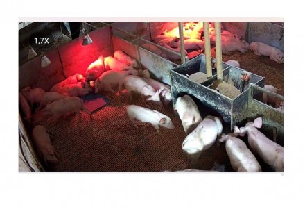 Свинокомплекс пропонує на продаж свиней м'ясної породи (трьохпорідні йоркши. . фото 5