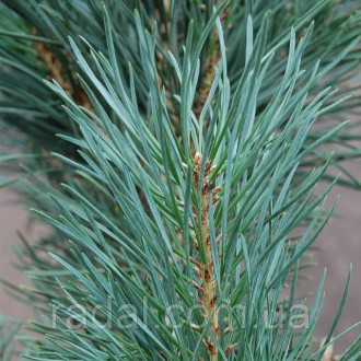 
Сосна обыкновенная Фастигиата ( Pinus sylvestris Fastigiata )
Растения в горшка. . фото 3