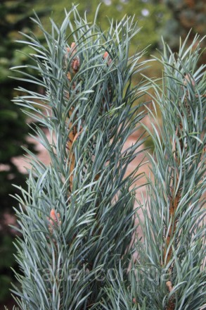 
Сосна обыкновенная Фастигиата ( Pinus sylvestris Fastigiata )
Растения в горшка. . фото 4