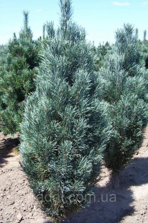 
Сосна обыкновенная Фастигиата ( Pinus sylvestris Fastigiata )
Растения в горшка. . фото 2