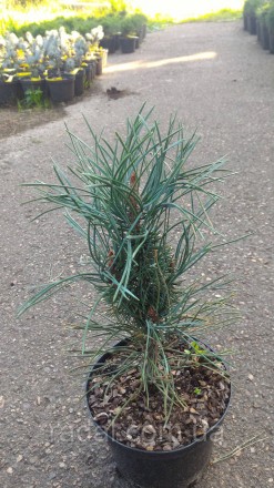 
Сосна обыкновенная Фастигиата ( Pinus sylvestris Fastigiata )
Растения в горшка. . фото 5