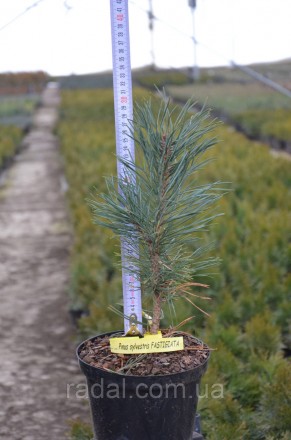 
Сосна обыкновенная Фастигиата ( Pinus sylvestris Fastigiata )
Растения в горшка. . фото 6