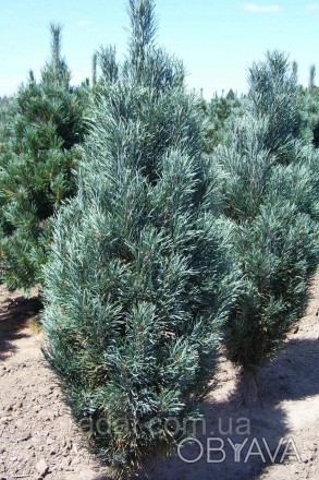 
Сосна обыкновенная Фастигиата ( Pinus sylvestris Fastigiata )
Растения в горшка. . фото 1