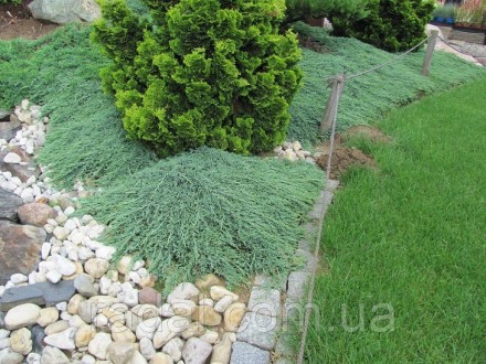 
Растения в горшках Р9 (гошок 0,4 литра) 
 
Карликовый вечнозеленый кустарник им. . фото 3