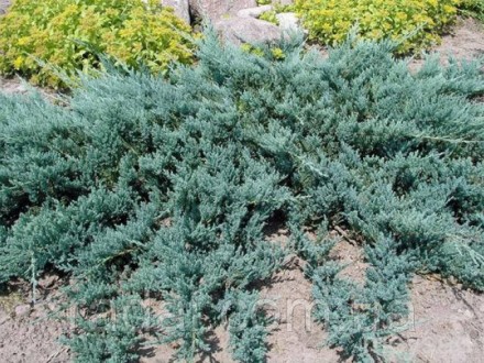 
Растения в горшках Р9 (гошок 0,4 литра) 
 
Карликовый вечнозеленый кустарник им. . фото 4