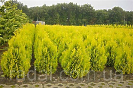 Туя складчатая Форевер Голди (Thuja plicata Goldy) ,растения в 2-х литровых горш. . фото 3