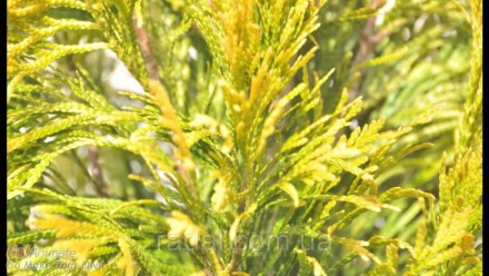 Туя складчатая Форевер Голди (Thuja plicata Goldy) ,растения в 2-х литровых горш. . фото 4