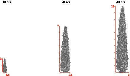 Растения в горшках Р7-P9 (горшок 0,3-0,4 литра) высота растения 16-20см
Туя запа. . фото 5