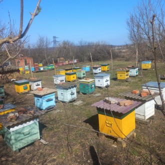 Продам бджолосім'ї породи карніка та карпатка.
Хороші розвинені сім'ї. . фото 4
