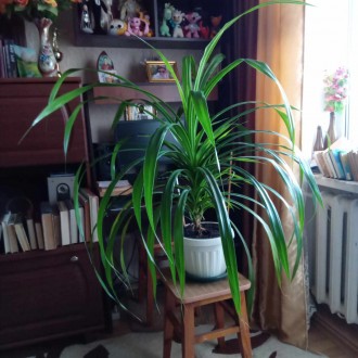 Продам декоративное растение рода винтовых пальм - ПАНДАНУС. Имеет длинные глянц. . фото 3