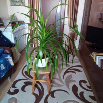 Продам декоративное растение рода винтовых пальм - ПАНДАНУС. Имеет длинные глянц. . фото 2