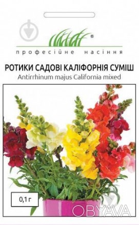 Ротики садові антірінум Каліфорнія суміш - вишуканий однорічних висотою 80-90 см. . фото 1