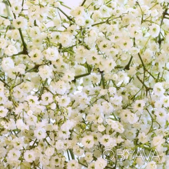 Гіпсофіла махрова Зимовий візерунок (Gypsophila paniculata Snowflake). Багаторіч. . фото 1