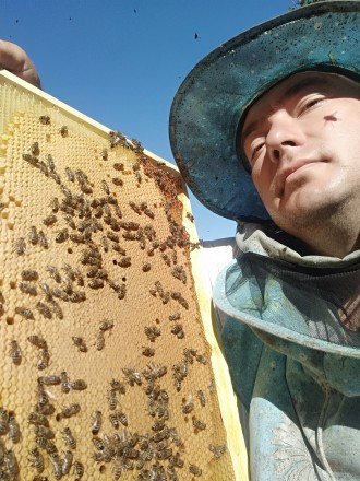 Продам бджолопакети карпатки на Даданівську рамку в кількості - 200 з власної па. . фото 2
