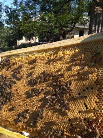 Продам бджолопакети карпатки на Даданівську рамку в кількості - 200 з власної па. . фото 3