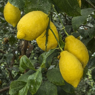 Лимон Карубаро поширеного на Сицилії, ций сорт схожий своїми характерними гронам. . фото 3