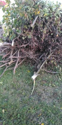 Отдам дрова садовых деревьев (груша, абрикос, вишня) Территориально - с. Святопе. . фото 5
