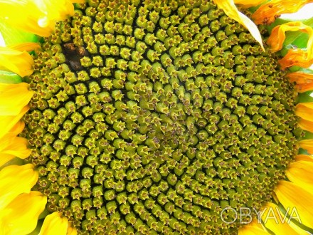 Насіння соняшнику гібрид Олівер/безкоштовна доставка
Вегетаційний період	110 дн. . фото 1