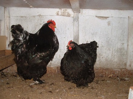 Інкубаційні яйця мясо-яєчної породи курей Кохінхін чорного кольору.
Кури знаход. . фото 3