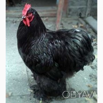 Інкубаційні яйця мясо-яєчної породи курей Кохінхін чорного кольору.
Кури знаход. . фото 1