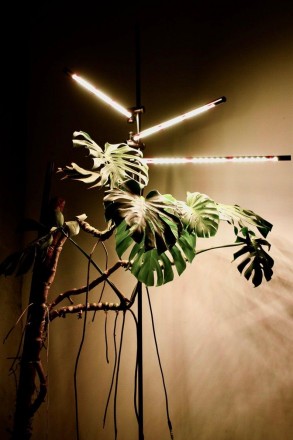 Підлоговий світильник для кімнатних рослин і декору IO-3
Настільний фіто світиль. . фото 3