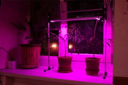 LED Лампа для рослин DUO Bicolor на підвіконня. ЛІД Фіто лампа для команатних ро. . фото 4