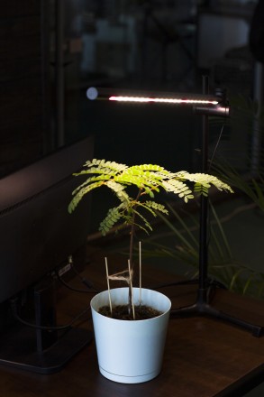Настільна фітолампа для домашніх рослин Vitalio - фітосвітильник повного спектру. . фото 9
