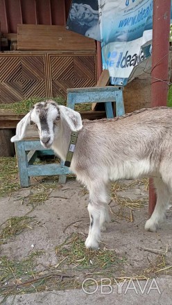 Продам козу, возраст 1 месяц. Окрас кремовый, без рогов, наполовину Нубийка.. . фото 1