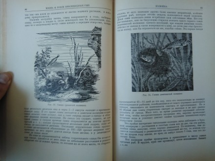 Продам книгу Л.П. Сабанеева "Жизнь и ловля пресноводных рыб", издатель. . фото 5