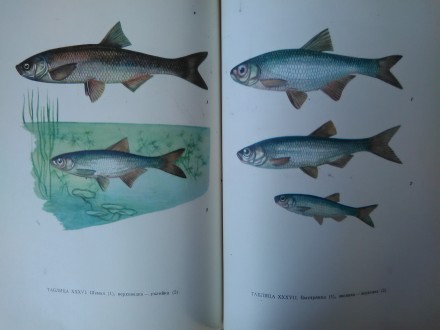 Продам книгу Л.П. Сабанеева "Жизнь и ловля пресноводных рыб", издатель. . фото 8