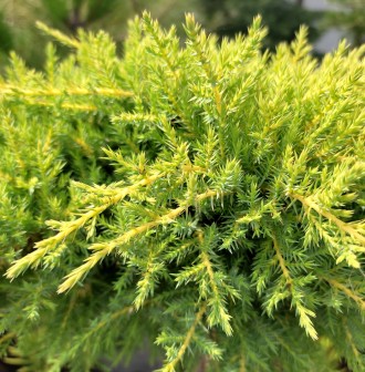 Можжевельник китайский Франц / С3 / d 25-35 / Juniperus Franz. Балаклія. фото 1 Можжевельник китайский Франц / С3 / d 25-35 / Juniperus Franz. Балаклія. фото 1