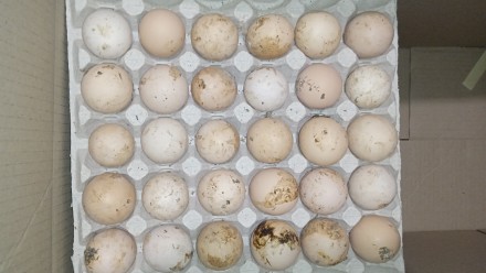 Інкубаційне яйце бройлерів,брудне.
Вага 55-70г
Оплод 60-70%
Україна
Ціна 13г. . фото 3