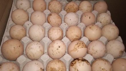 Інкубаційне яйце бройлерів,брудне.
Вага 55-70г
Оплод 60-70%
Україна
Ціна 13г. . фото 2