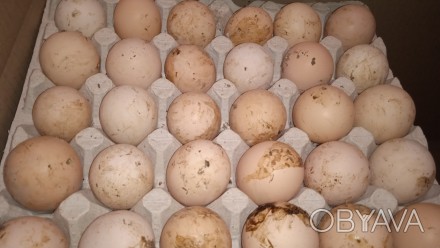 Інкубаційне яйце бройлерів,брудне.
Вага 55-70г
Оплод 60-70%
Україна
Ціна 13г. . фото 1